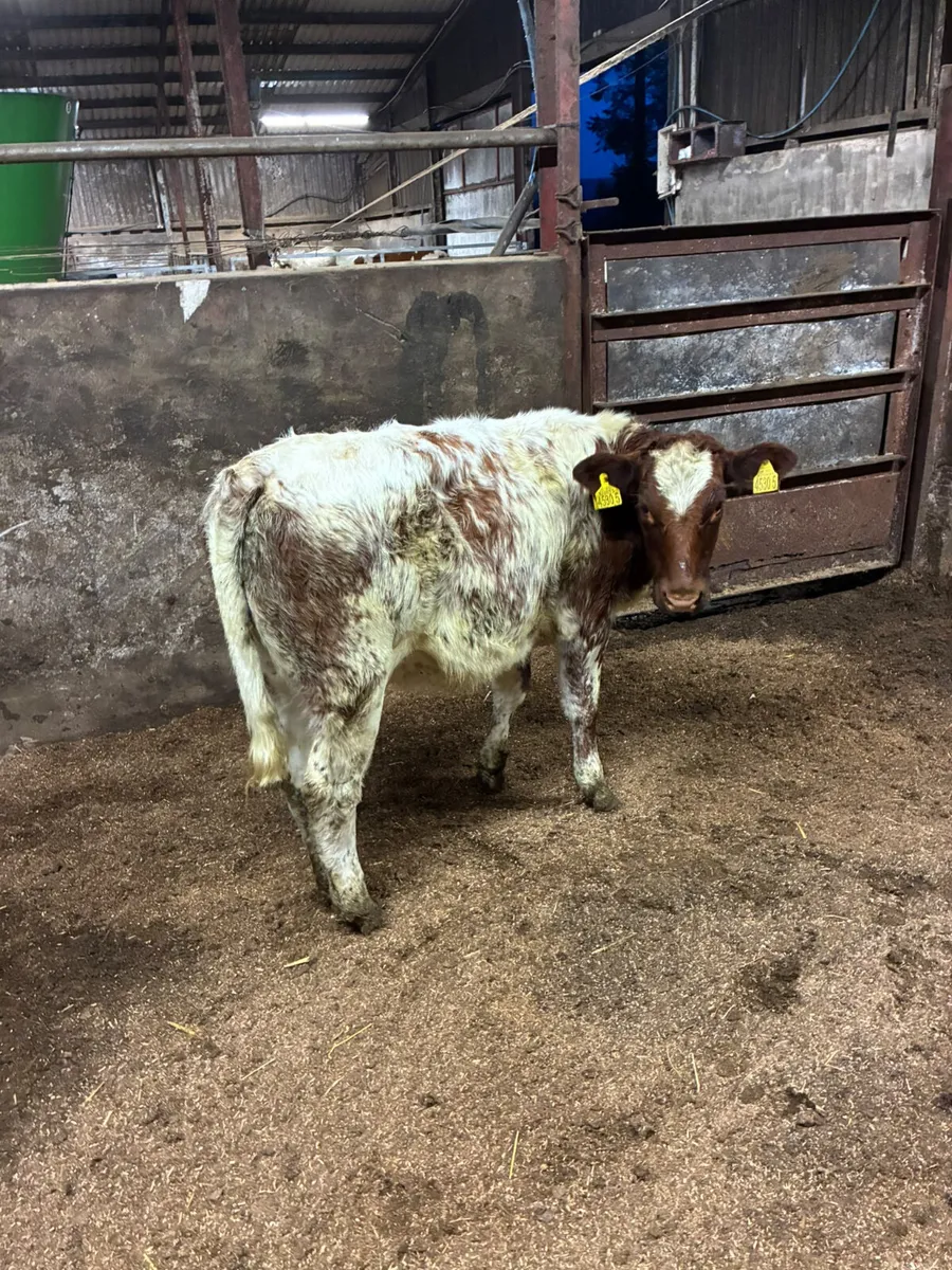 Blue Roaned heifer - Image 2