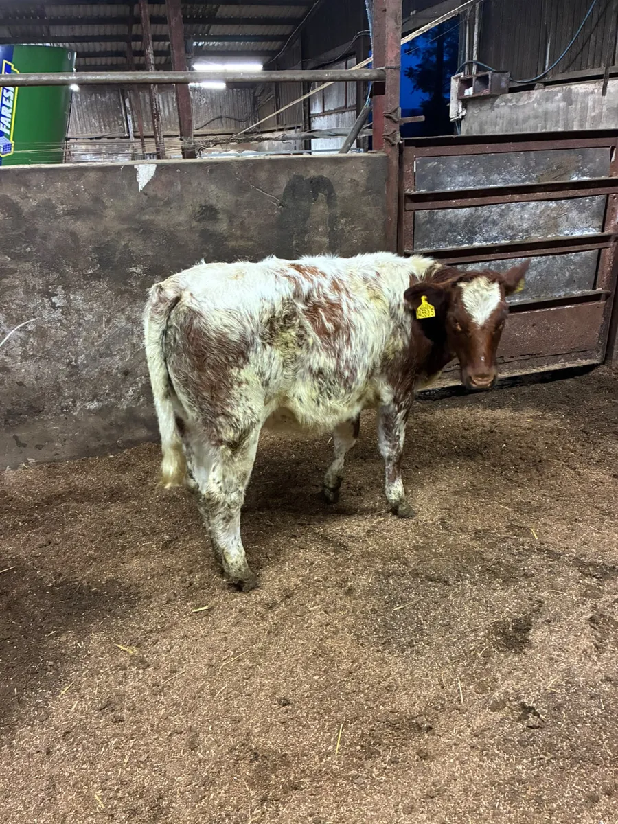 Blue Roaned heifer - Image 1