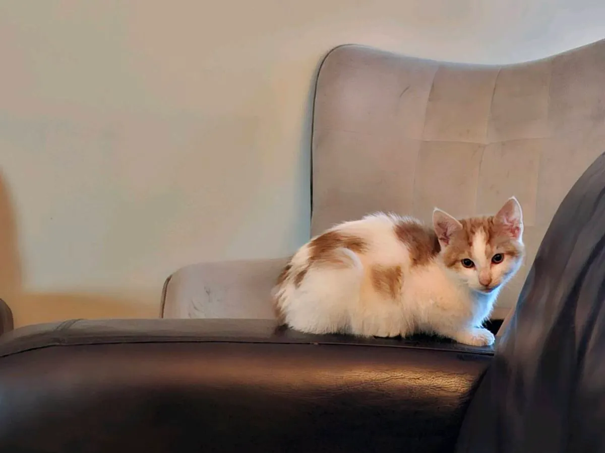 Kittens - Image 4