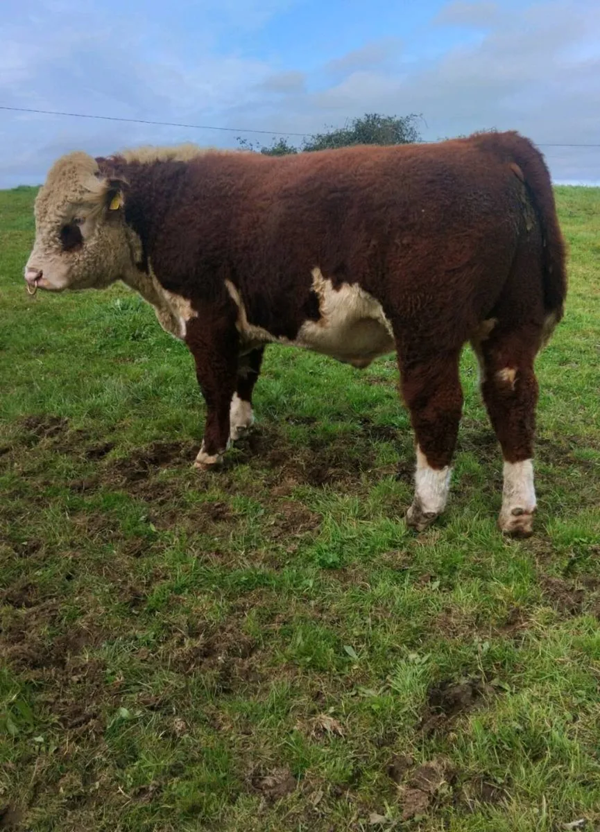 5 Star Pedigree Hereford Bulls - Image 4