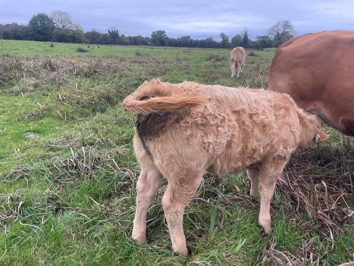 Charolais Weanlings - Image 2