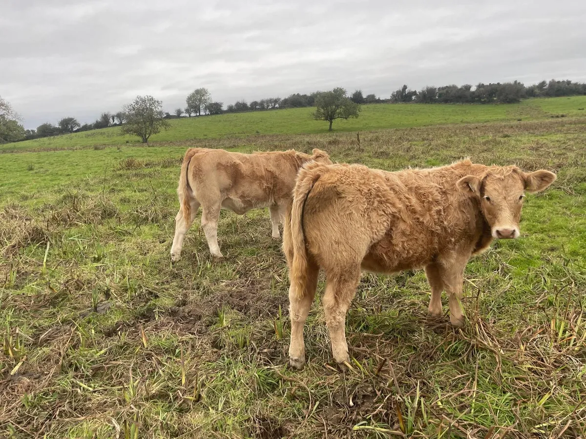 Charolais Weanlings - Image 3