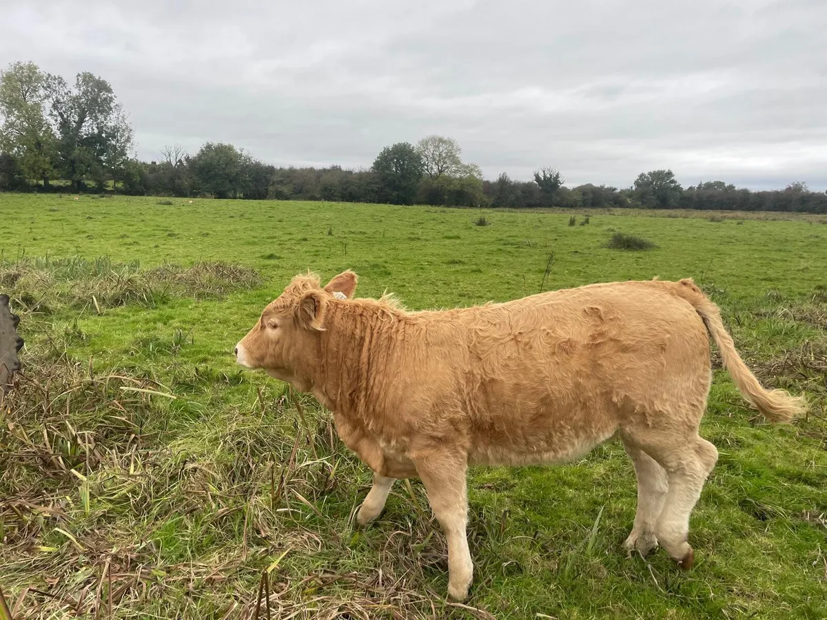Charolais Weanlings - Image 1