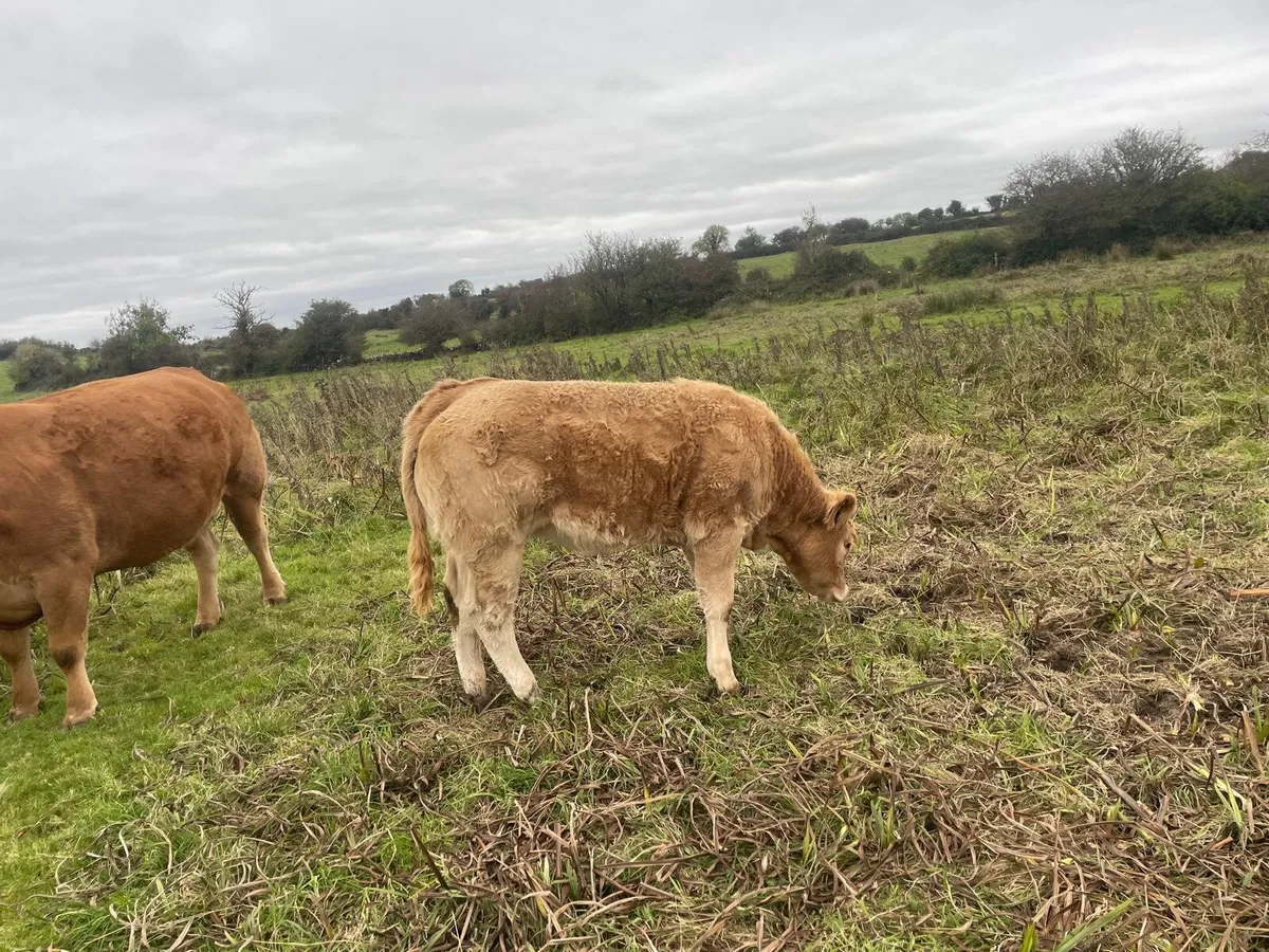 Charolais Weanlings - Image 4