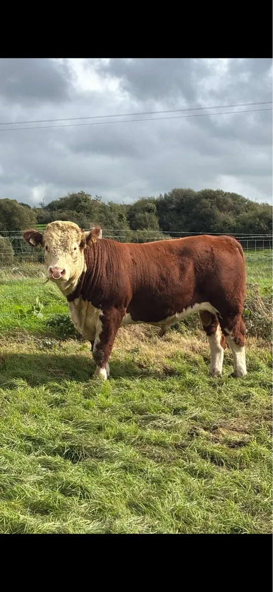 Kilmallock Sale Friday 16th- Droumdaniel Herefords - Image 4
