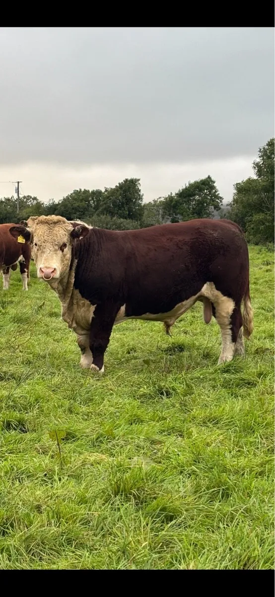 Kilmallock Sale Friday 16th- Droumdaniel Herefords - Image 1