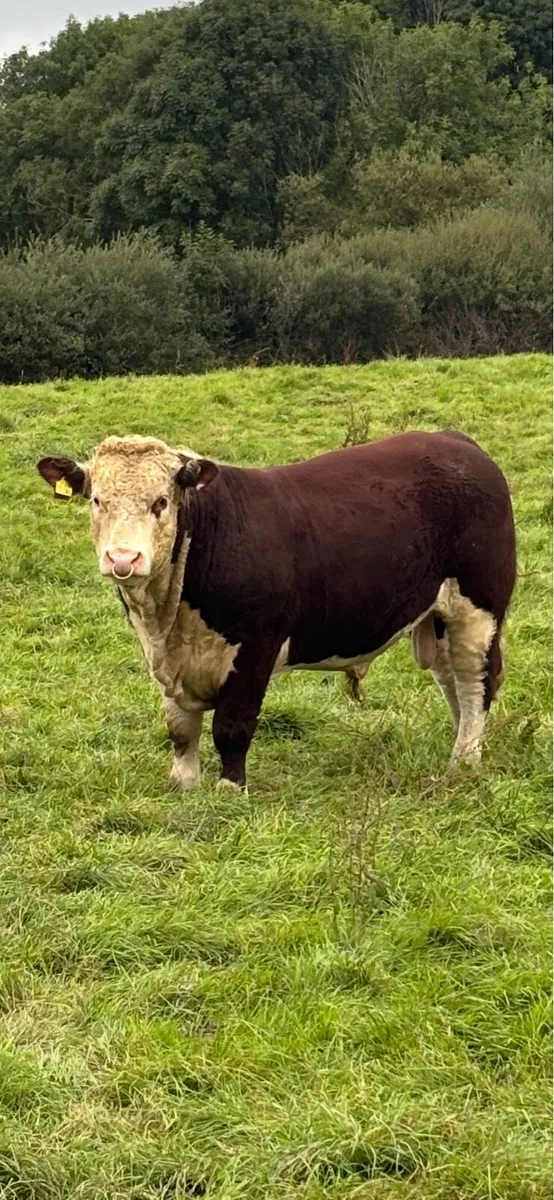 Kilmallock Sale Friday 16th- Droumdaniel Herefords - Image 2