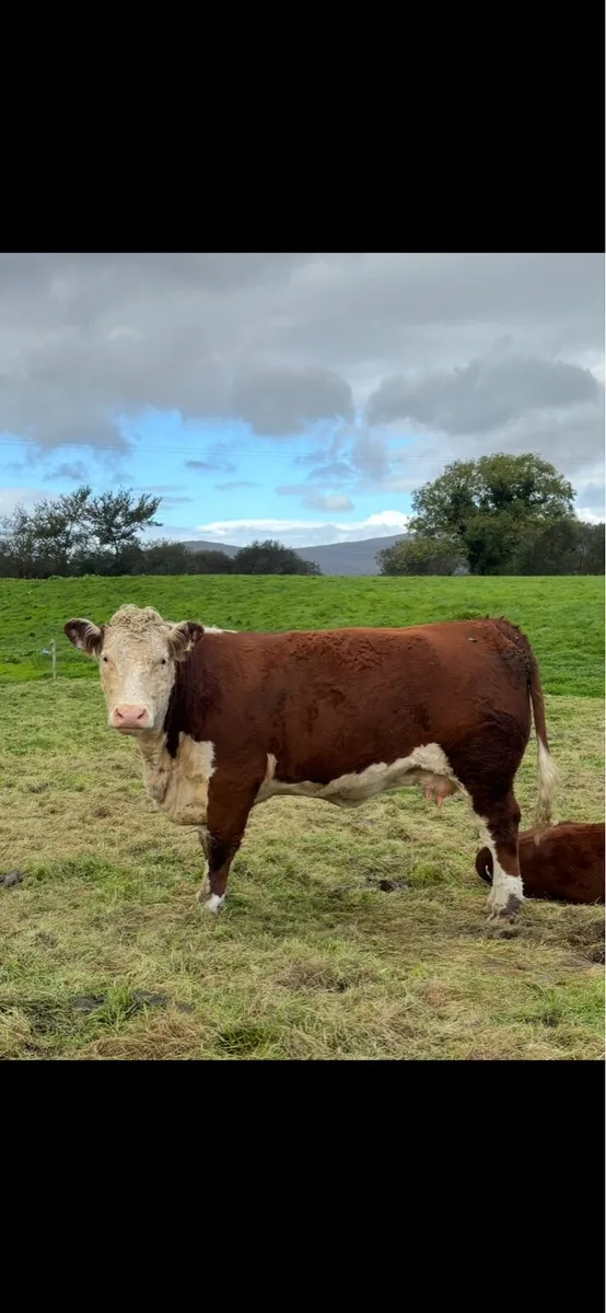 Kilmallock Sale Friday 16th- Droumdaniel Herefords - Image 3