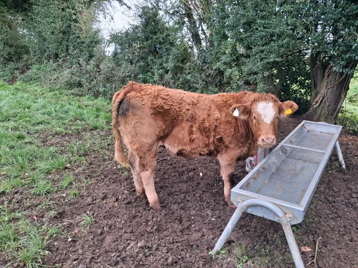 Weanling Heifers - Image 2