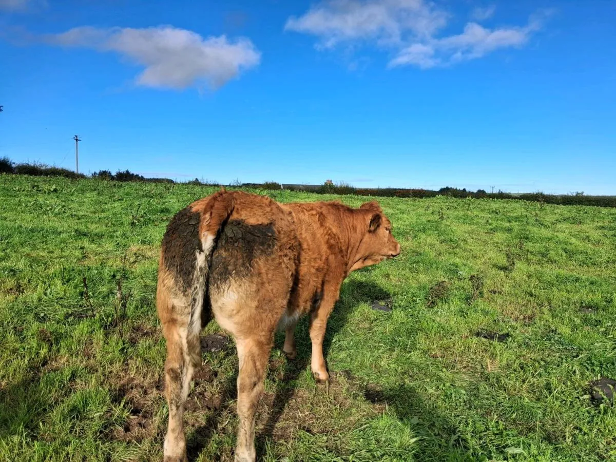Weanling Heifers - Image 3