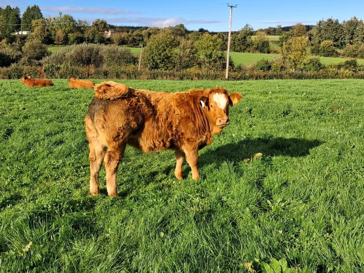 Weanling Heifers - Image 4