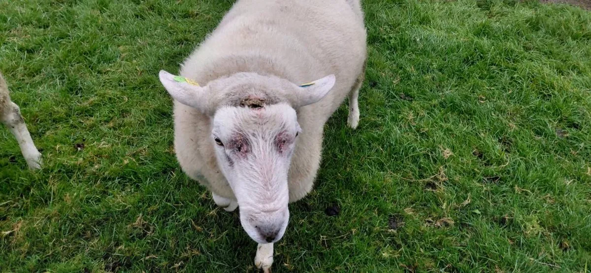 Ram - Image 2