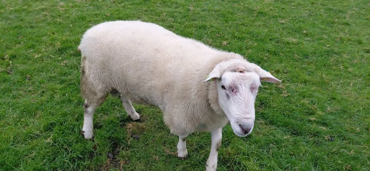 Ram - Image 1