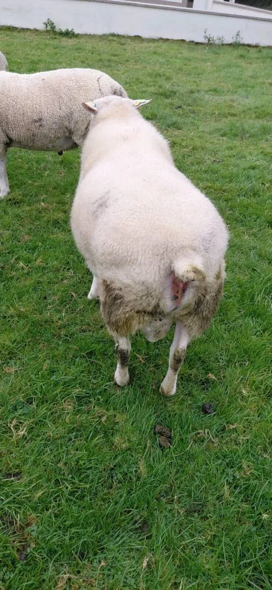 Ram - Image 4