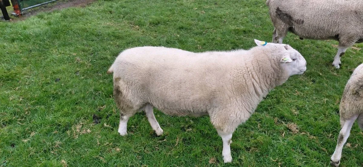 Ram - Image 3