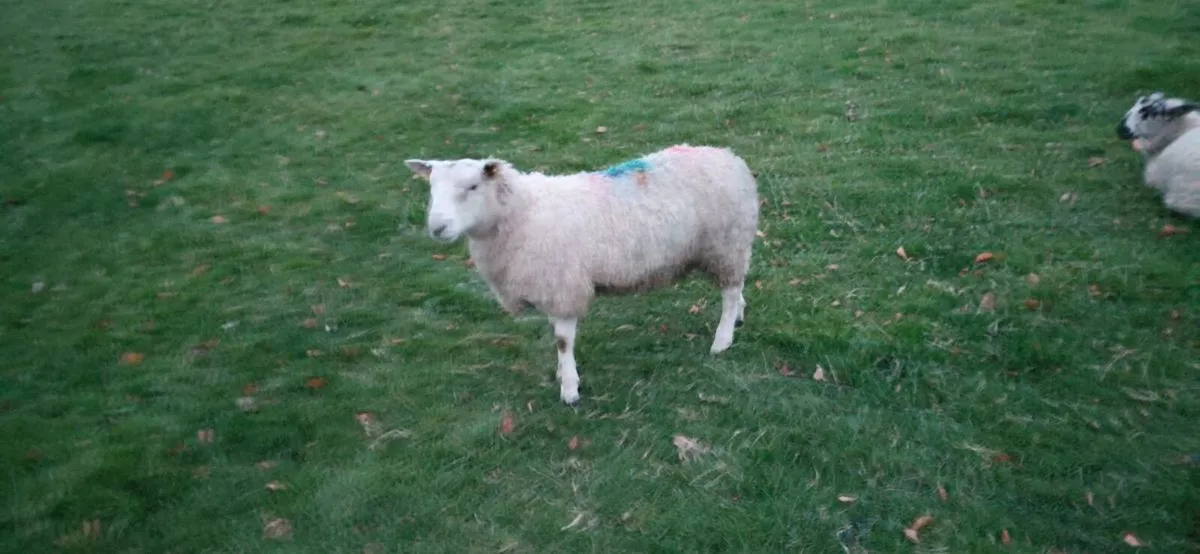 ⭐️ Aberfield Cross Ram lamb⭐️ - Image 1
