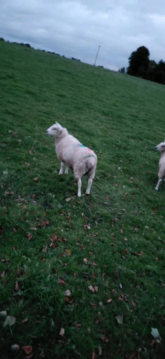 ⭐️ Aberfield Cross Ram lamb⭐️ - Image 4