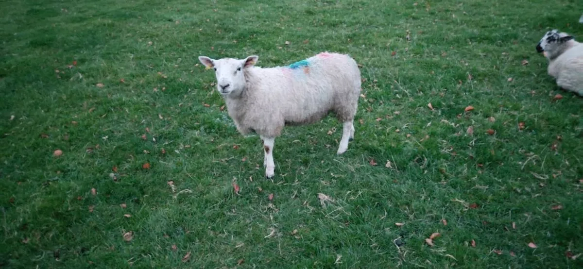 ⭐️ Aberfield Cross Ram lamb⭐️ - Image 3