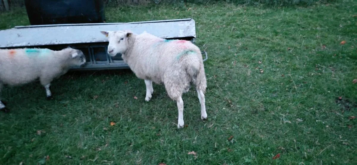 ⭐️ Aberfield Cross Ram lamb⭐️ - Image 2