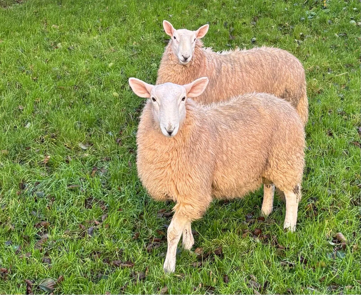 Cheviot Ram Lambs - Image 2