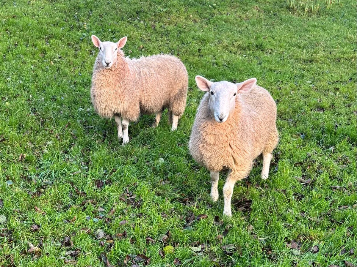 Cheviot Ram Lambs - Image 1
