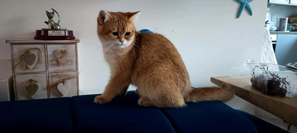 Cat - Image 2