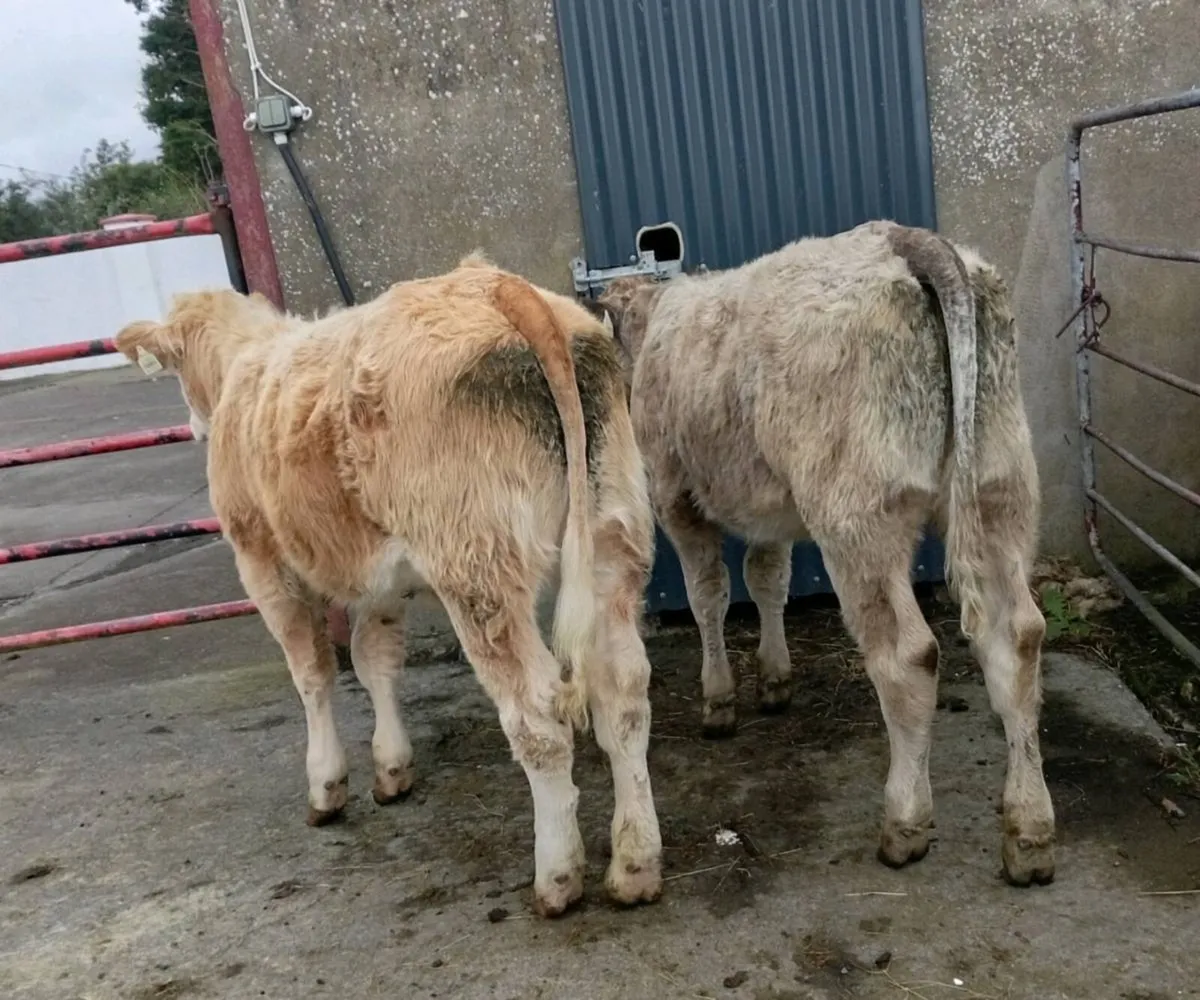 2  CHAROLAIS HEIFER  WEANLINGS
