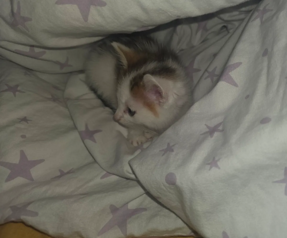 2 bonded sisters kitten - Image 2