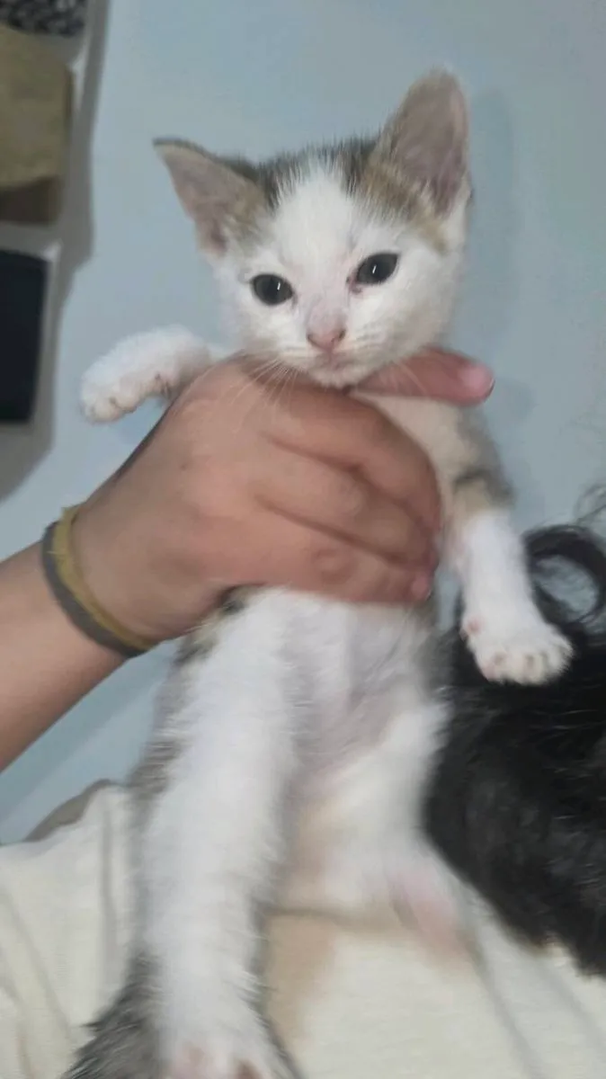 2 bonded sisters kitten - Image 3