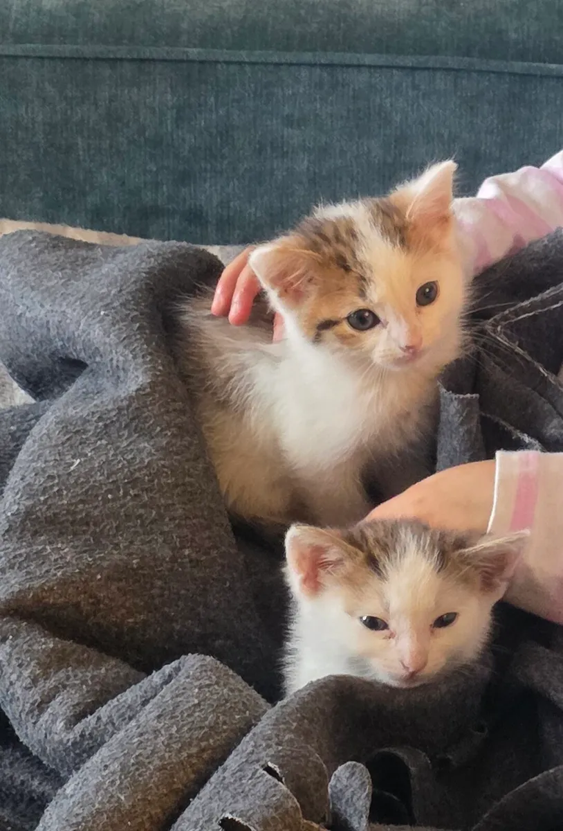 2 bonded sisters kitten - Image 1