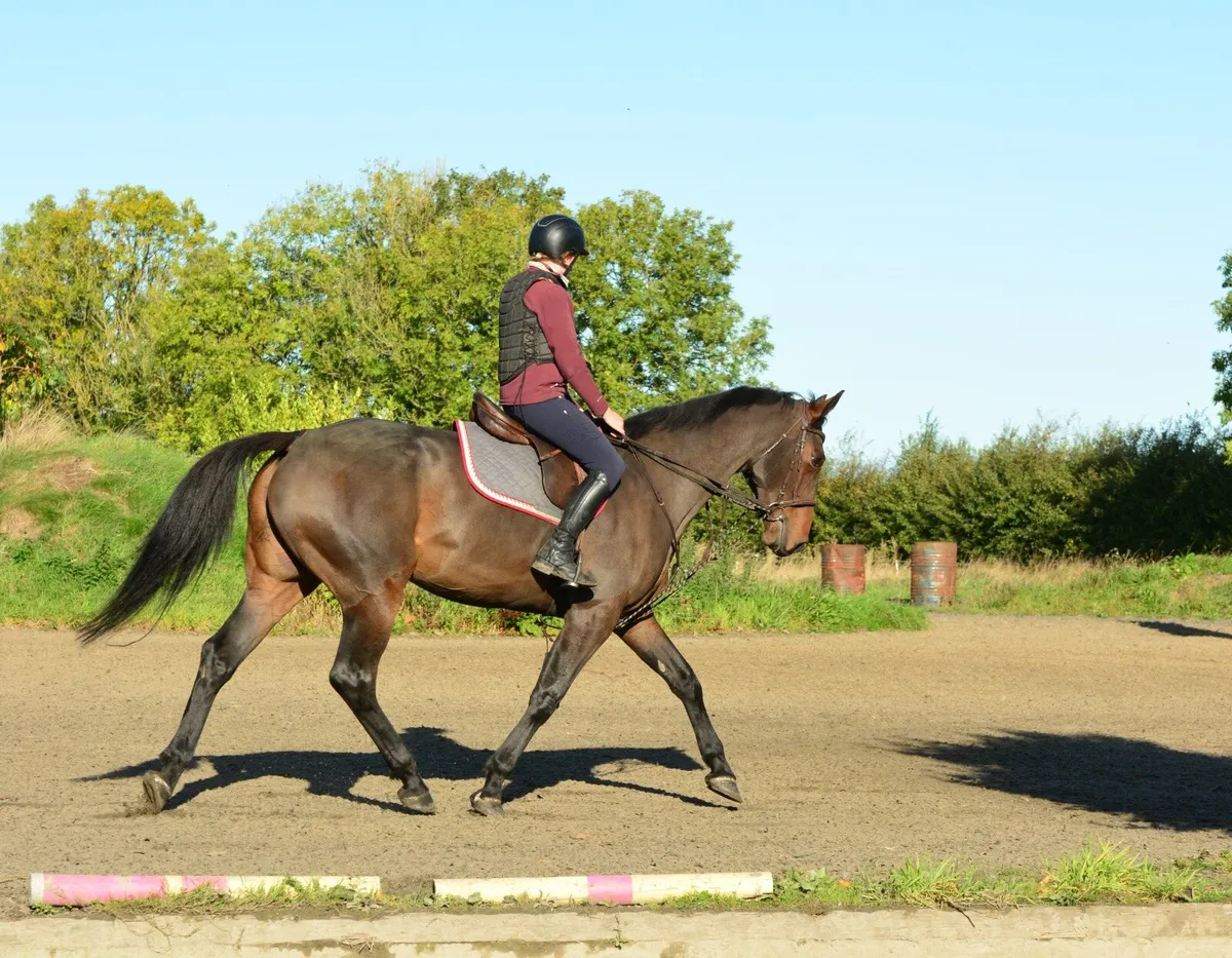Sales, schooling and competition livery - Image 1