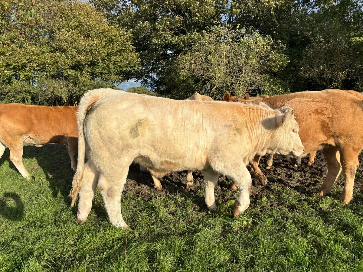 Super Purebred Reg Charolais Heifers - Image 3