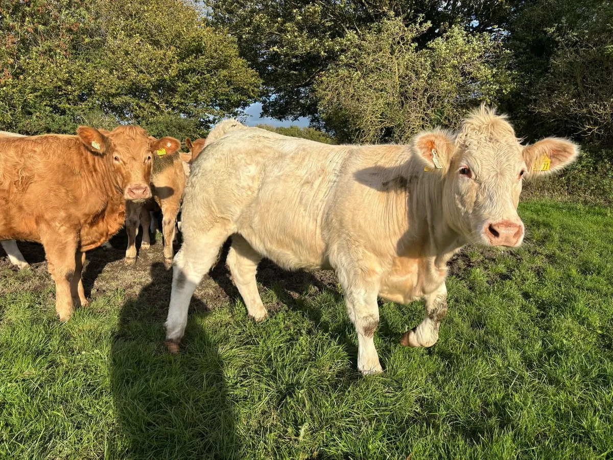Super Purebred Reg Charolais Heifers - Image 4