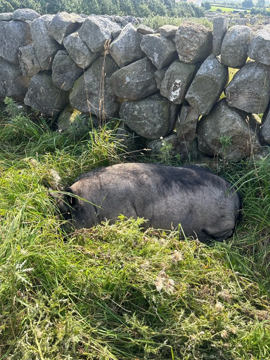 Pet pot belly sow - Image 1