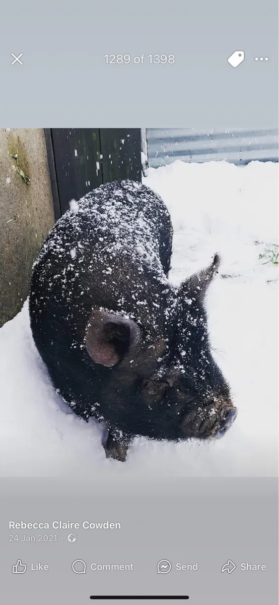 Pet pot belly sow - Image 2