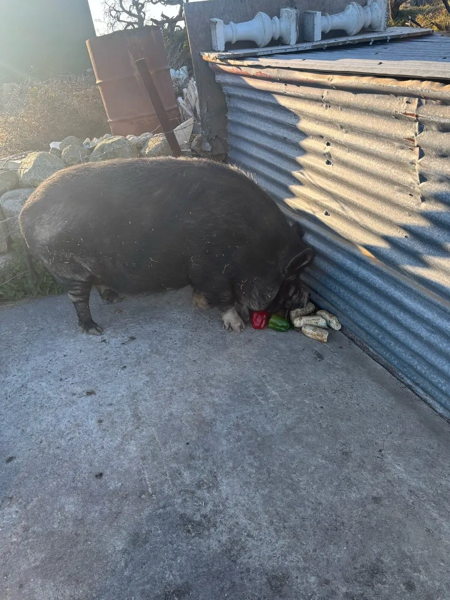 Pet pot belly sow - Image 3