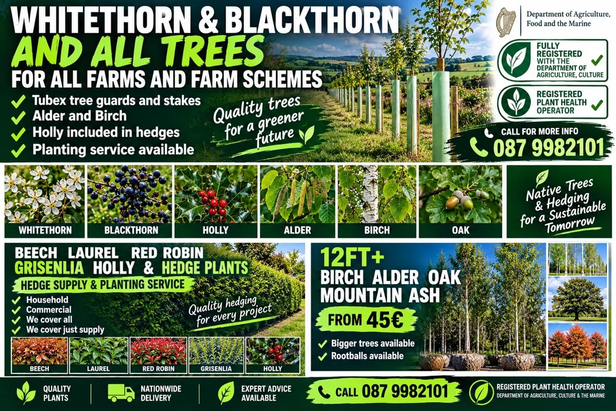 🇮🇪 SCHEME WHITETHORN HEDGING FREE DELIVERY 🇮🇪 - Image 2