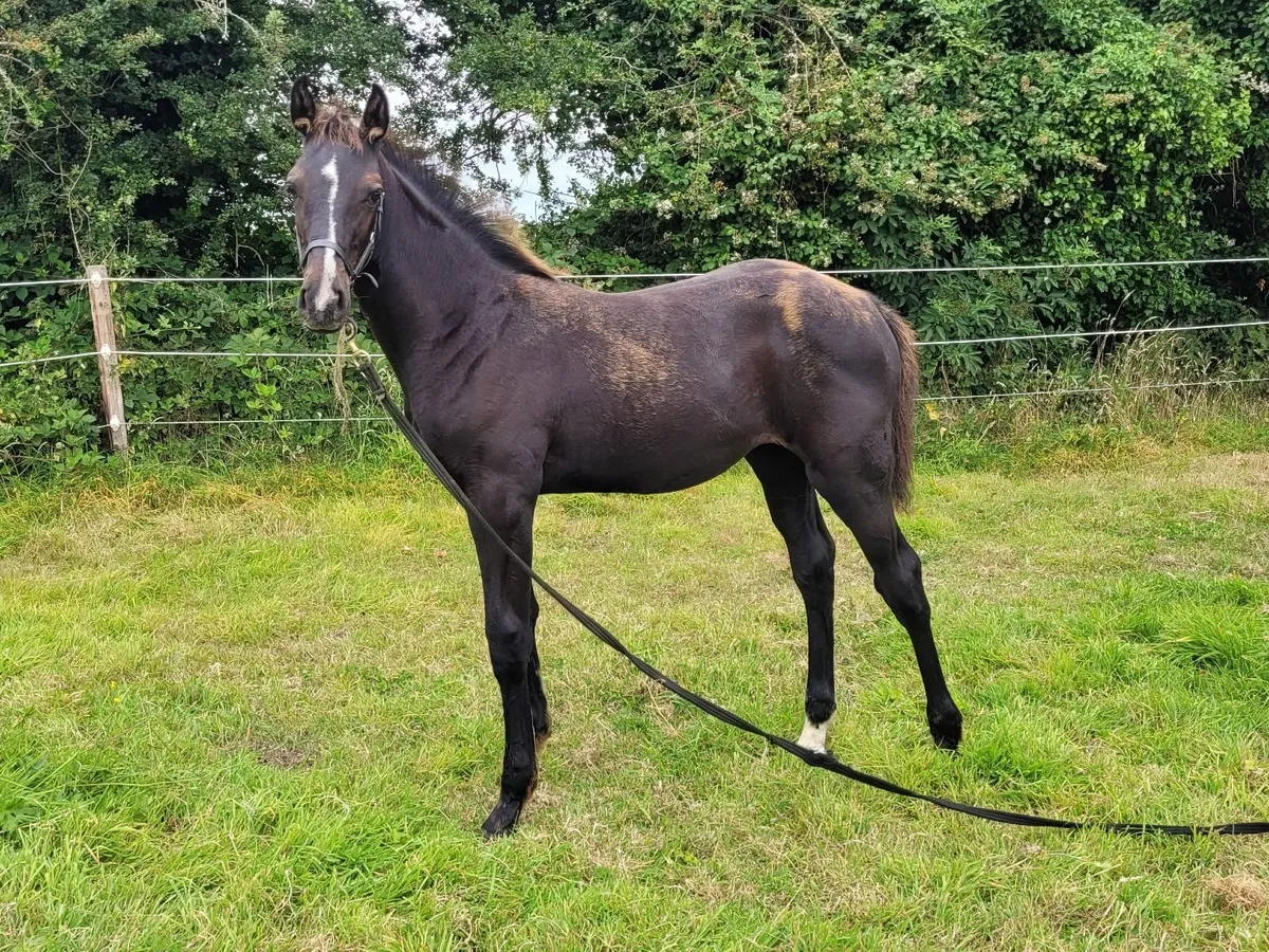 Top quality Foal by Glasgow van't Merelsnest (VDL) - Image 1