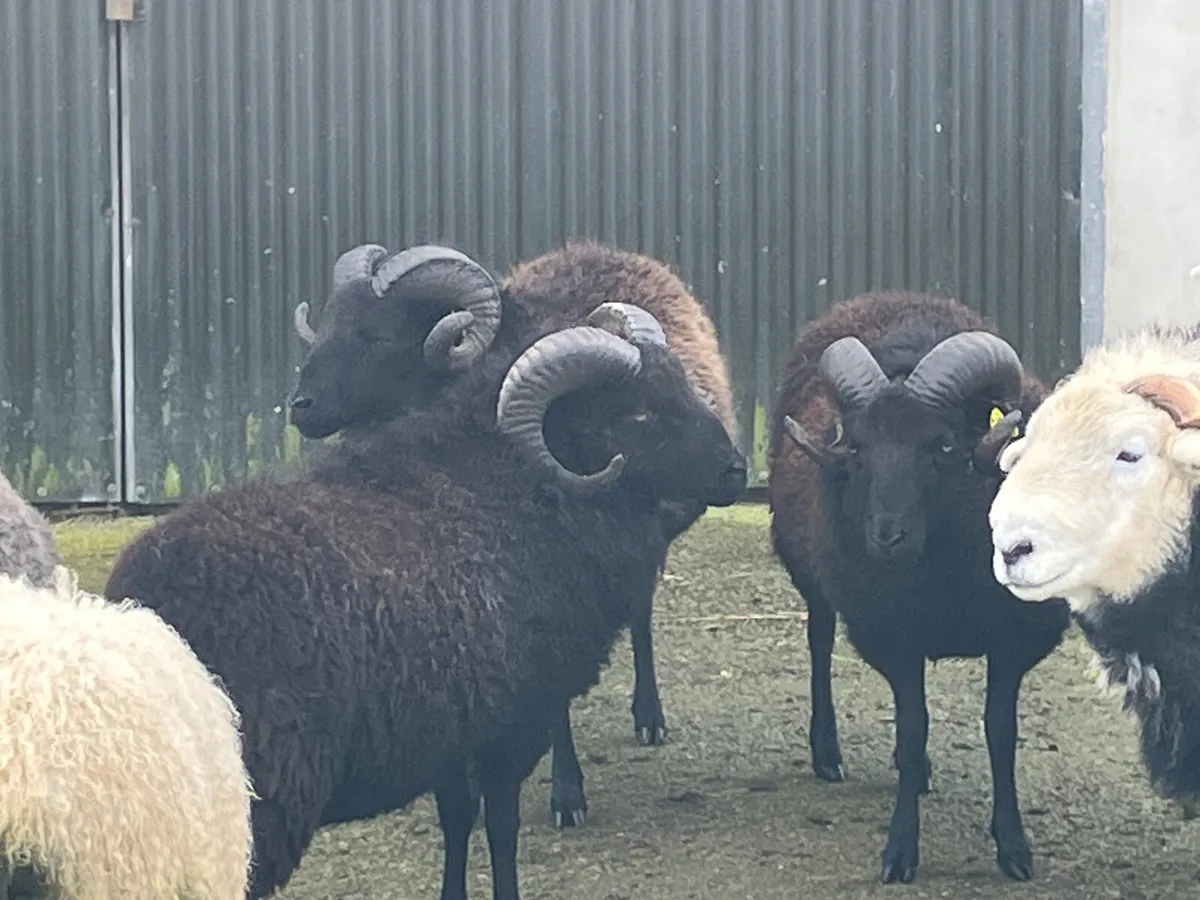 Hebridean and Herdwick Shearling Rams - Image 2