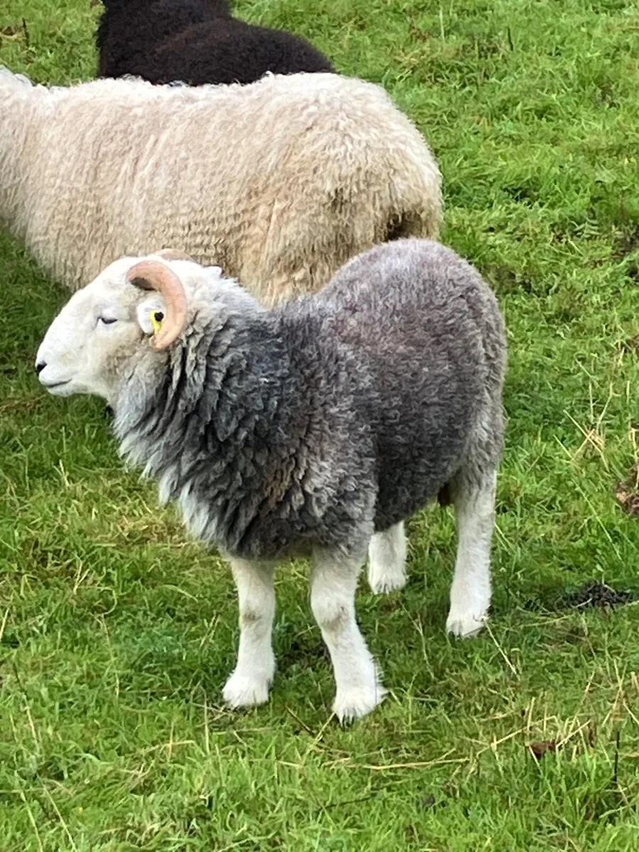 Hebridean and Herdwick Shearling Rams - Image 1