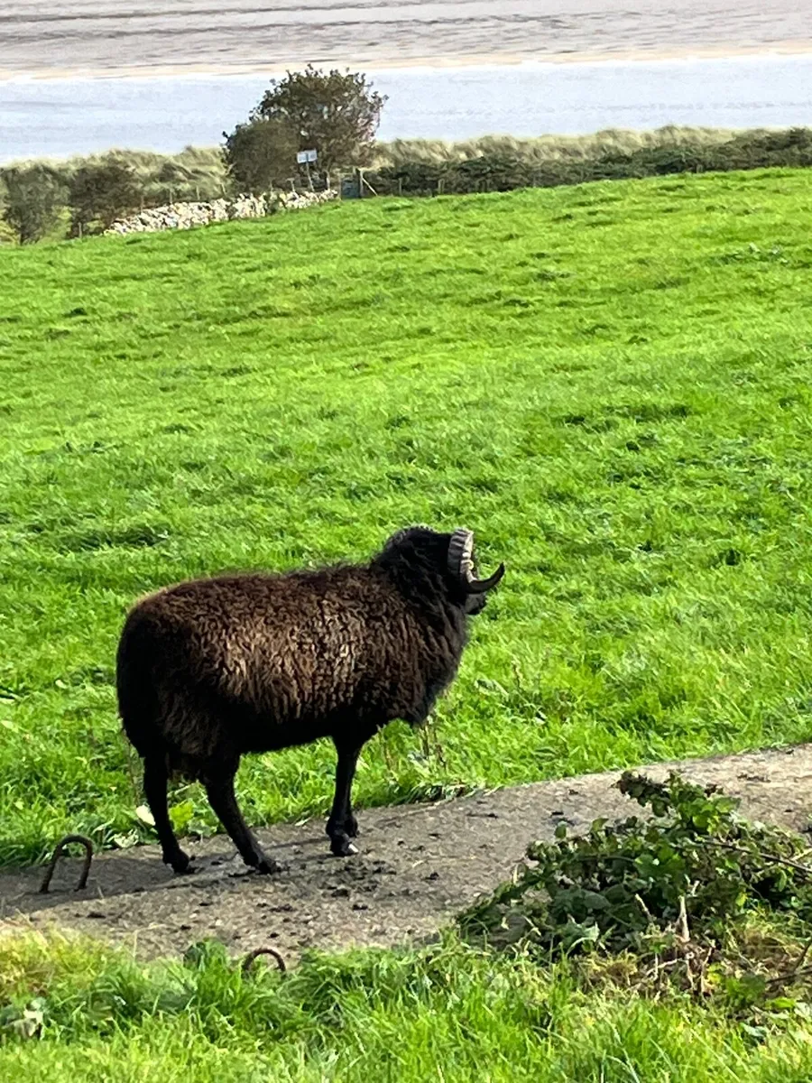 Hebridean and Herdwick Shearling Rams - Image 3