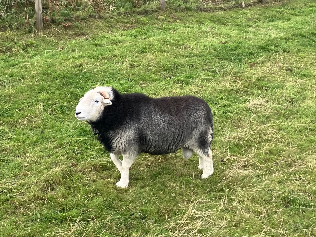 Hebridean and Herdwick Shearling Rams - Image 4