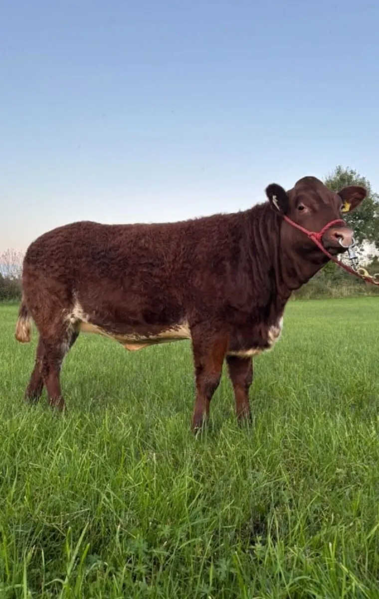 Show heifers - Image 1
