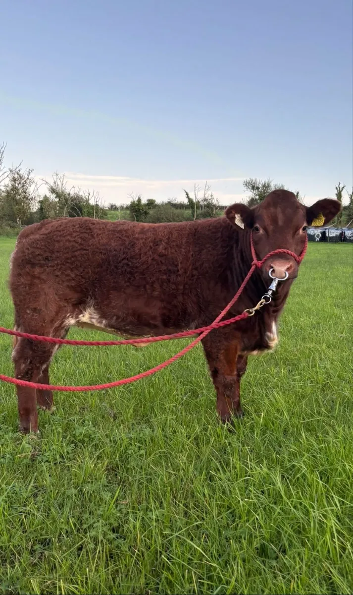 Show heifers - Image 4
