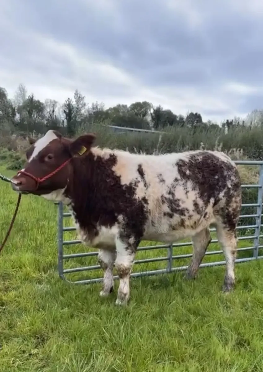 Show heifers - Image 3