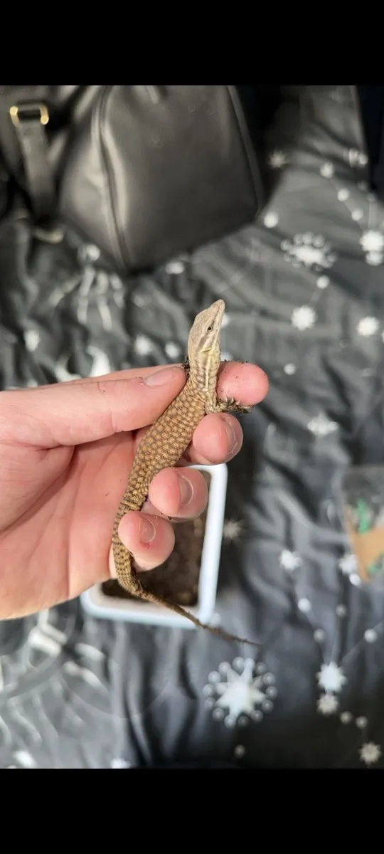 Bearded dragons red monster coral & red akie monit - Image 3