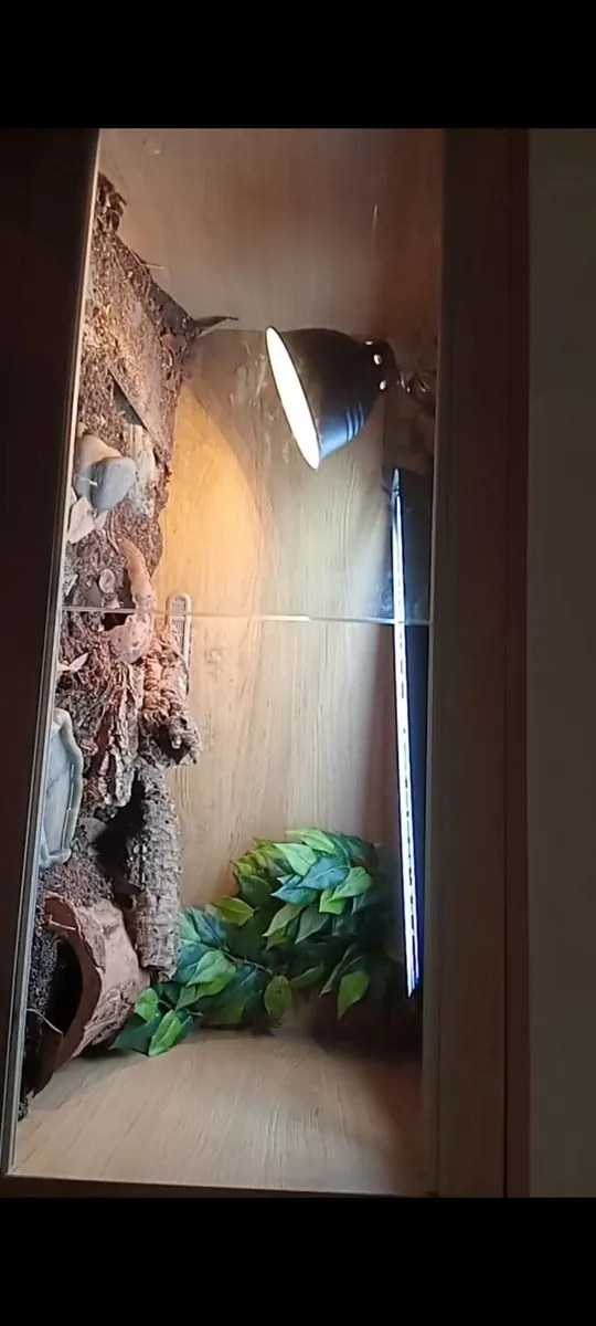 Bearded dragons red monster coral & red akie monit - Image 4