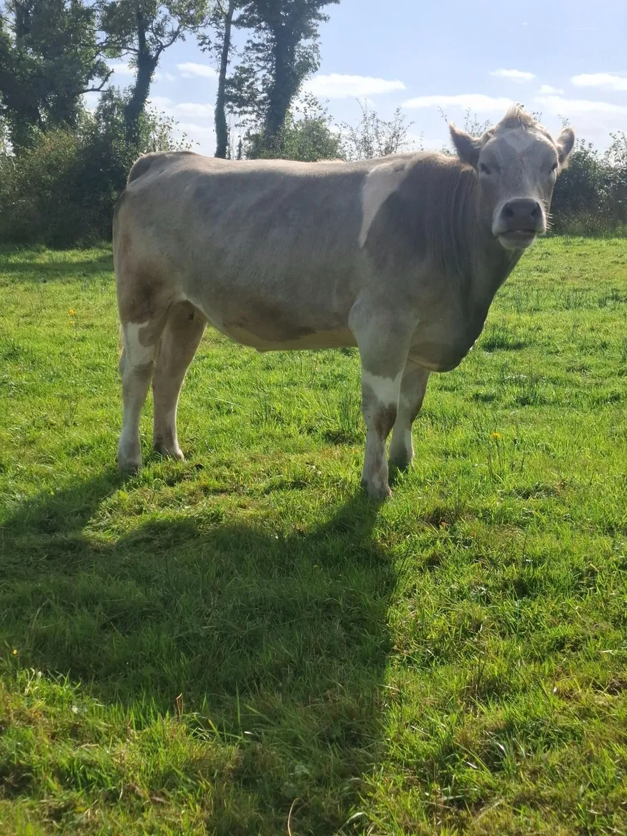 INCALF HEIFHERS - Image 2