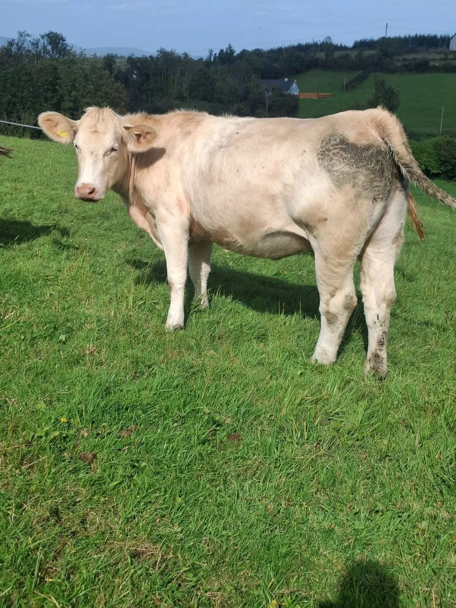 INCALF HEIFHERS - Image 4