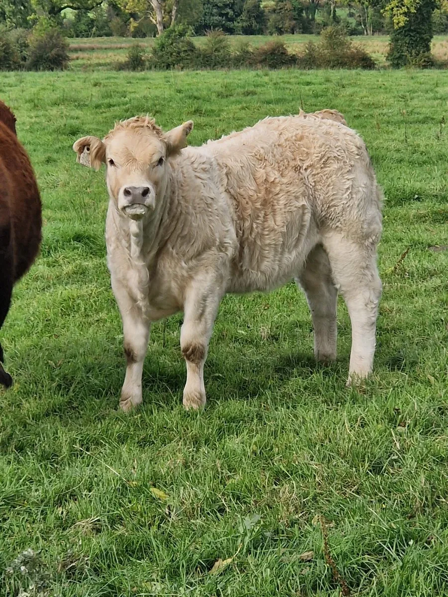 Charolais heifers - Image 1